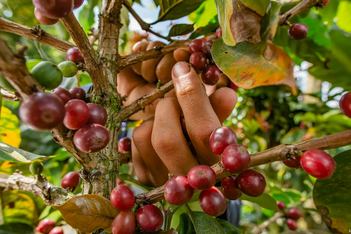 Tangan di antara buah kopi matang di dahan
