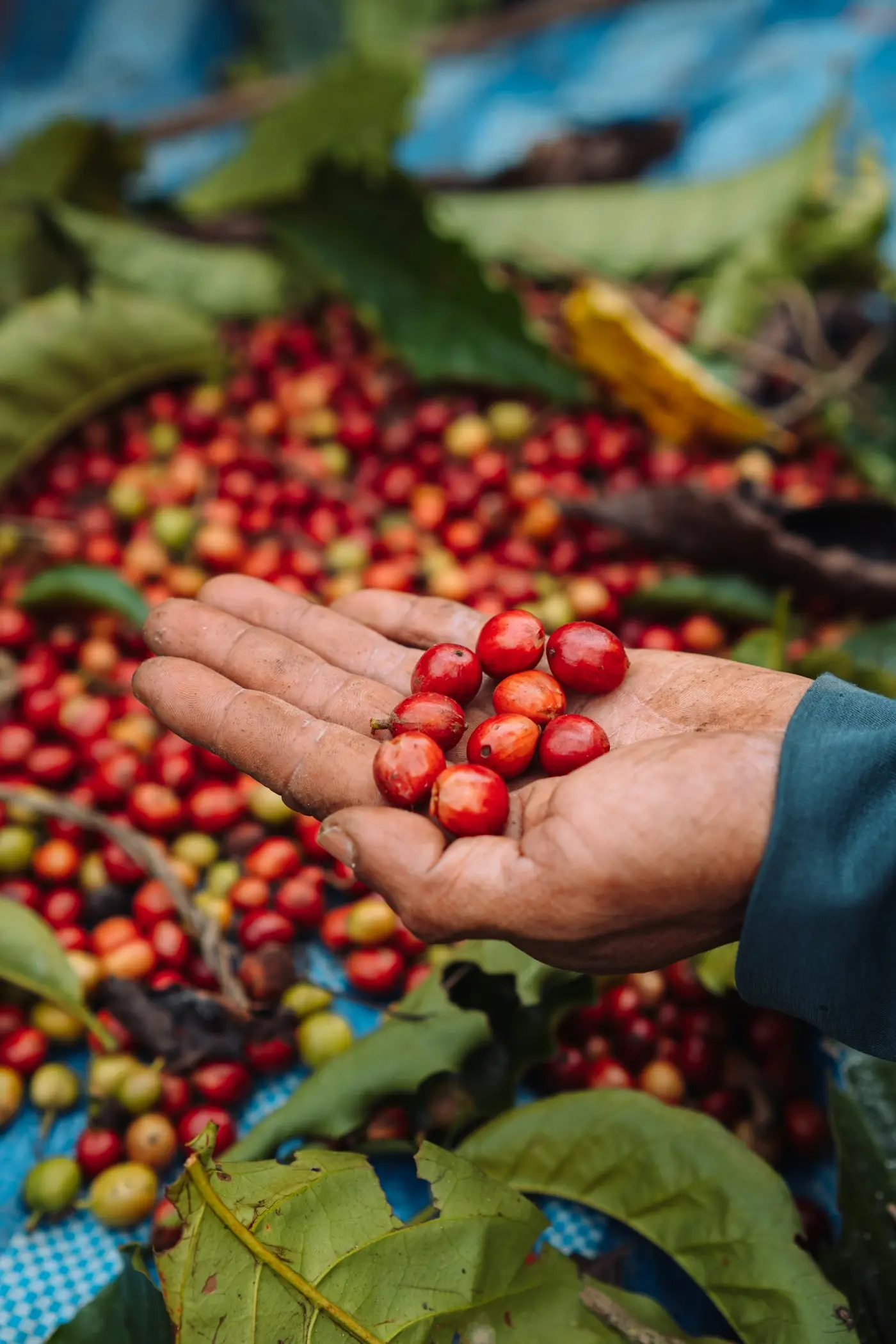 Tangan petani menggenggam buah kopi merah yang baru dipetik